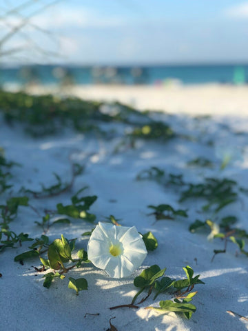 Santa rosa beach, florida